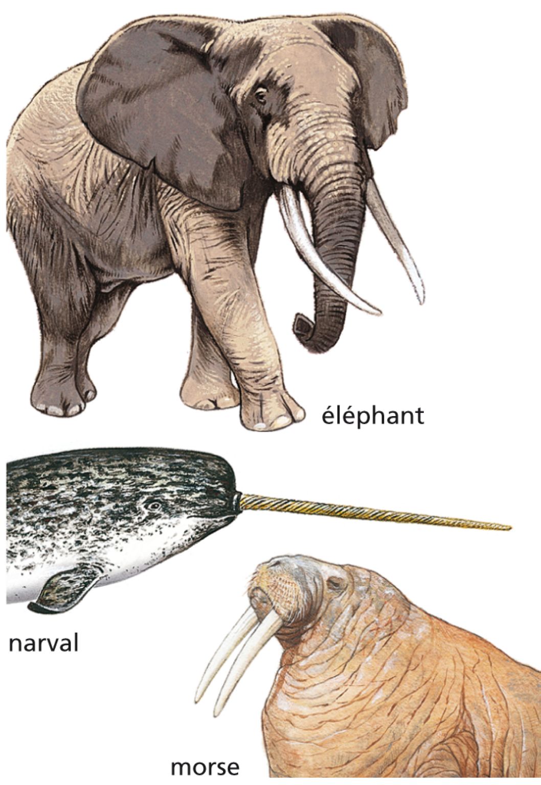 des défenses d’animaux