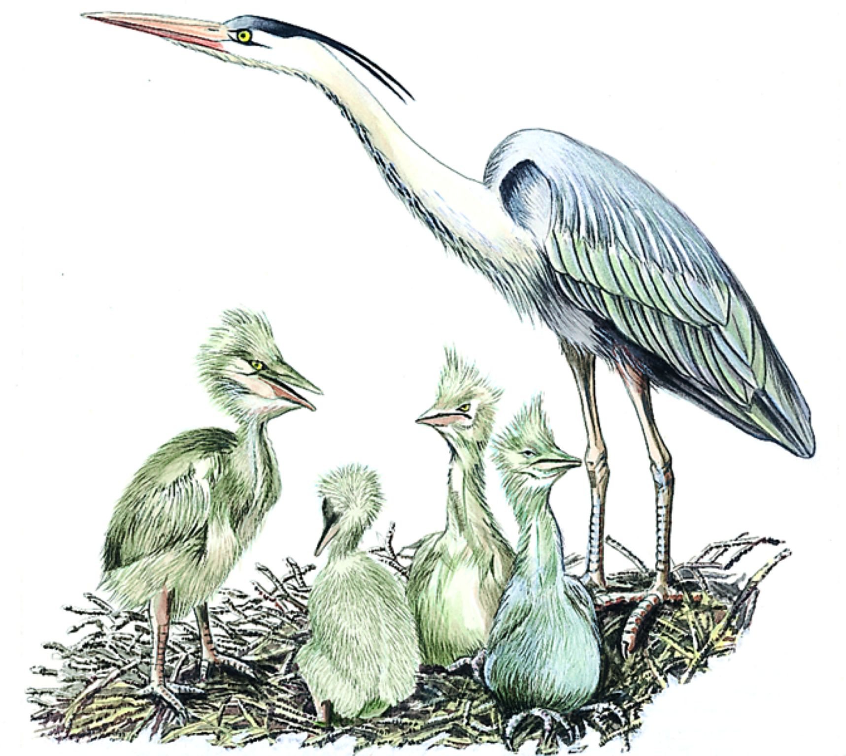 un héron cendré et ses petits