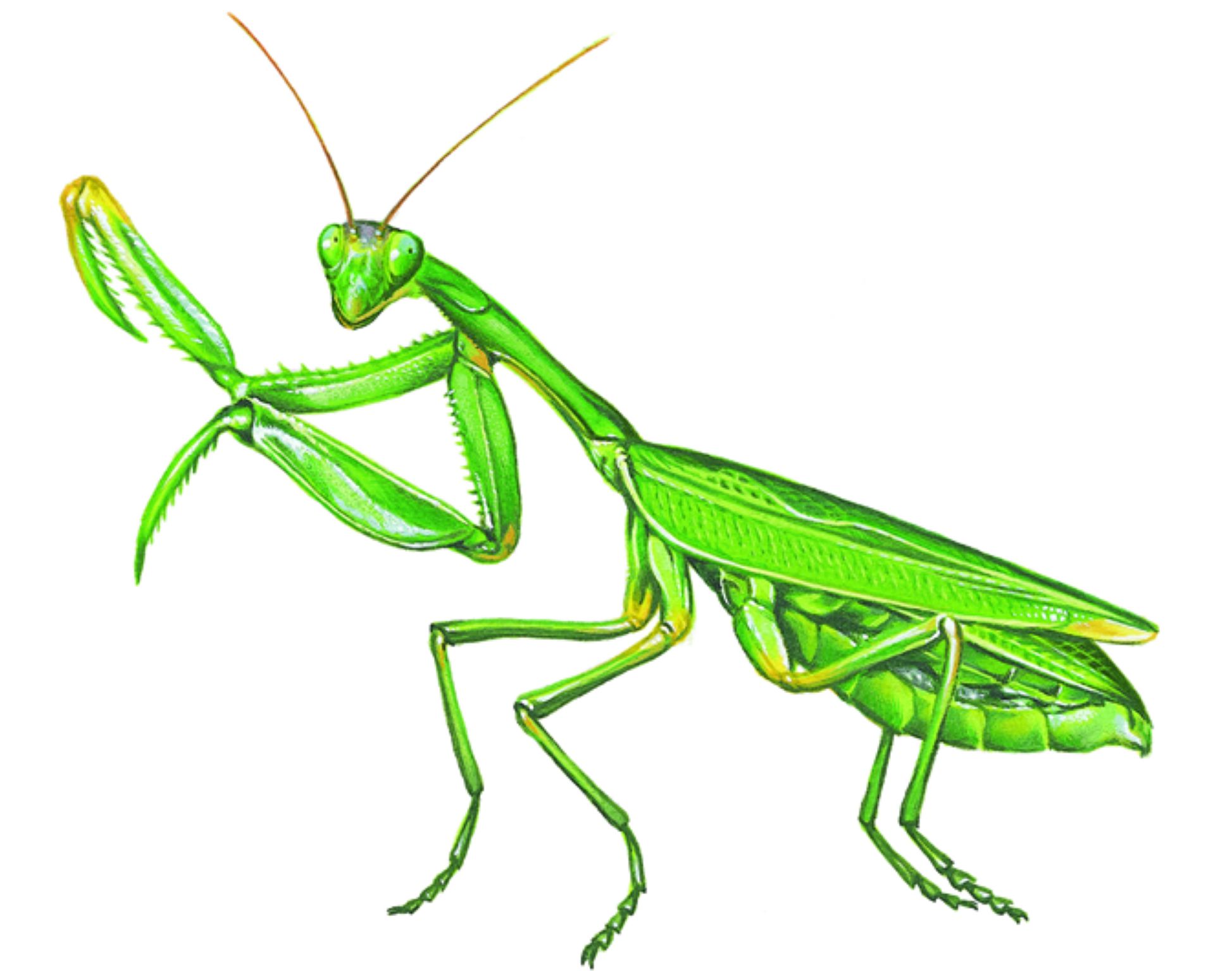 une mante religieuse