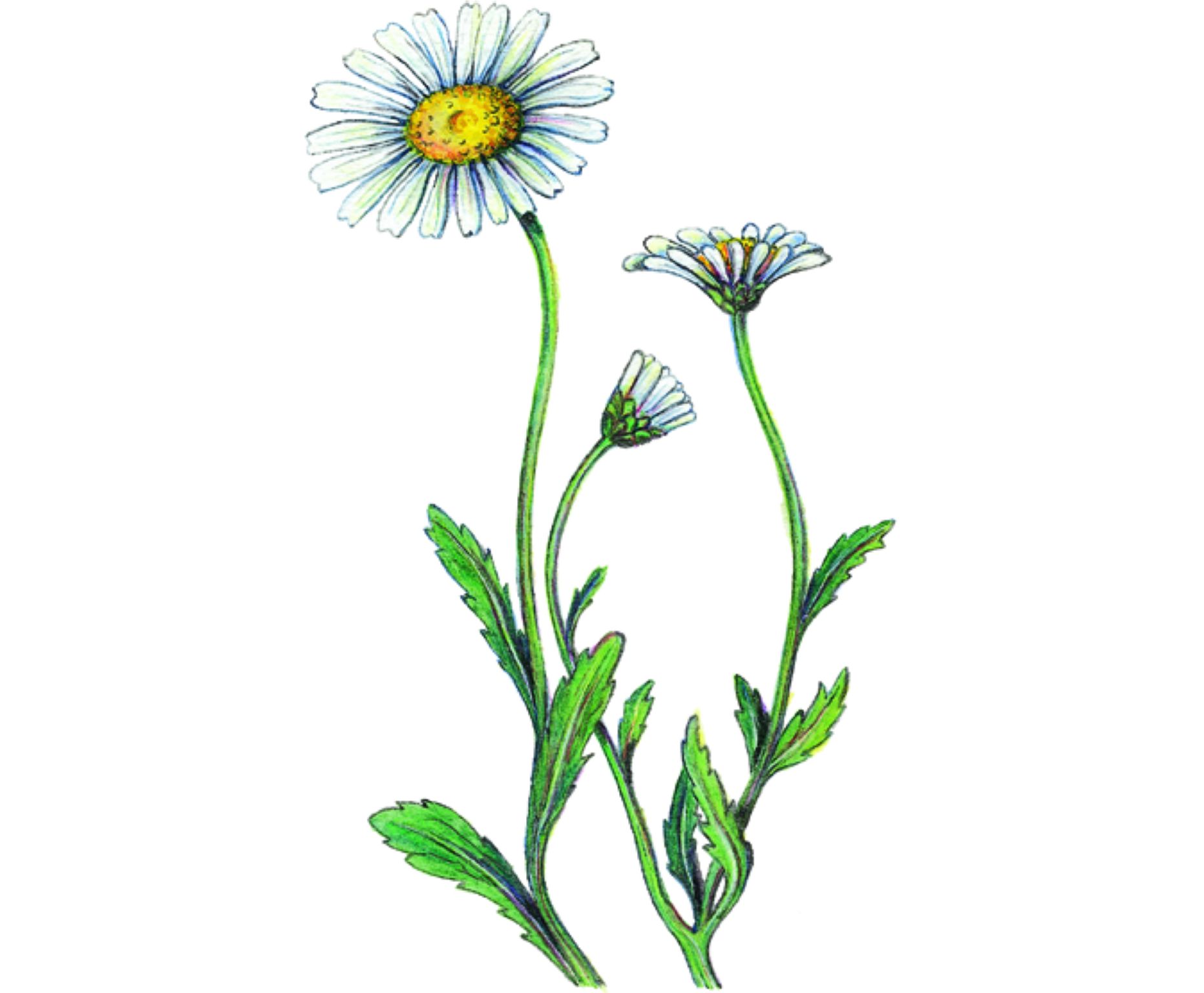 des marguerites