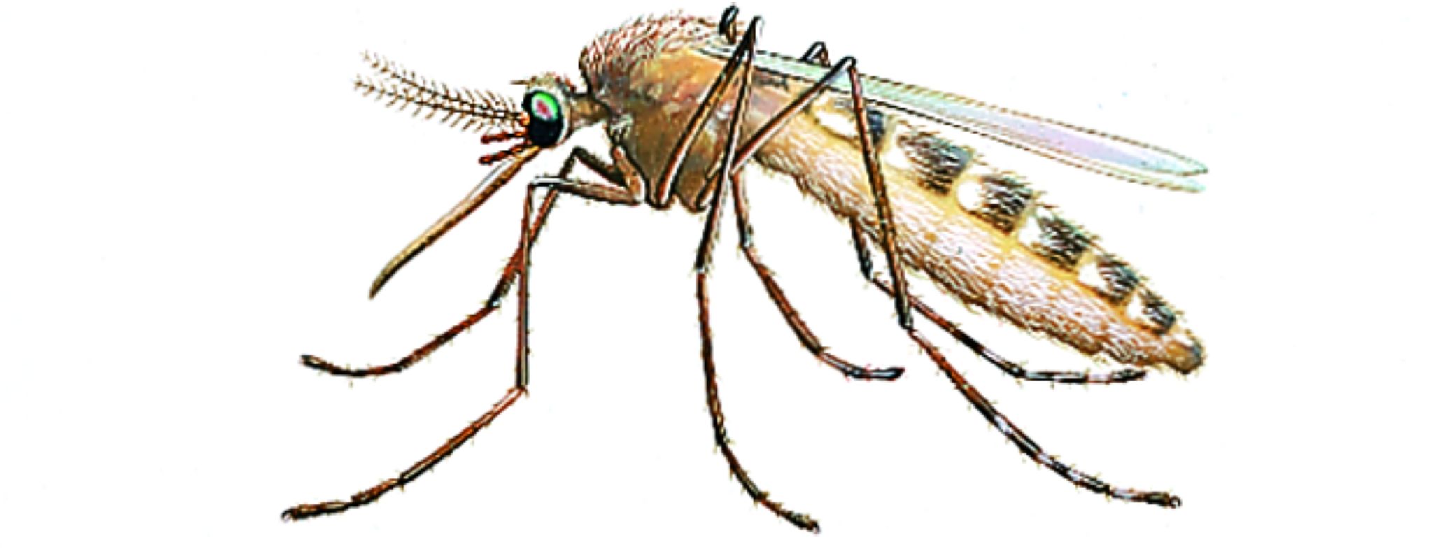 un moustique vu de profil