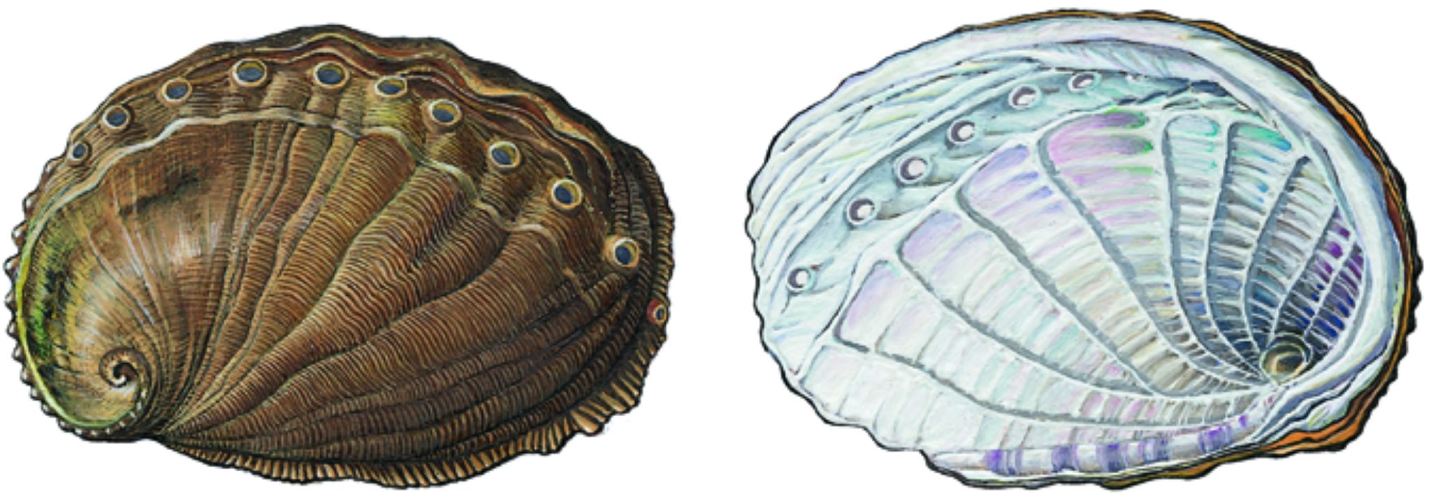 un ormeau dont l’intérieur est recouvert de nacre