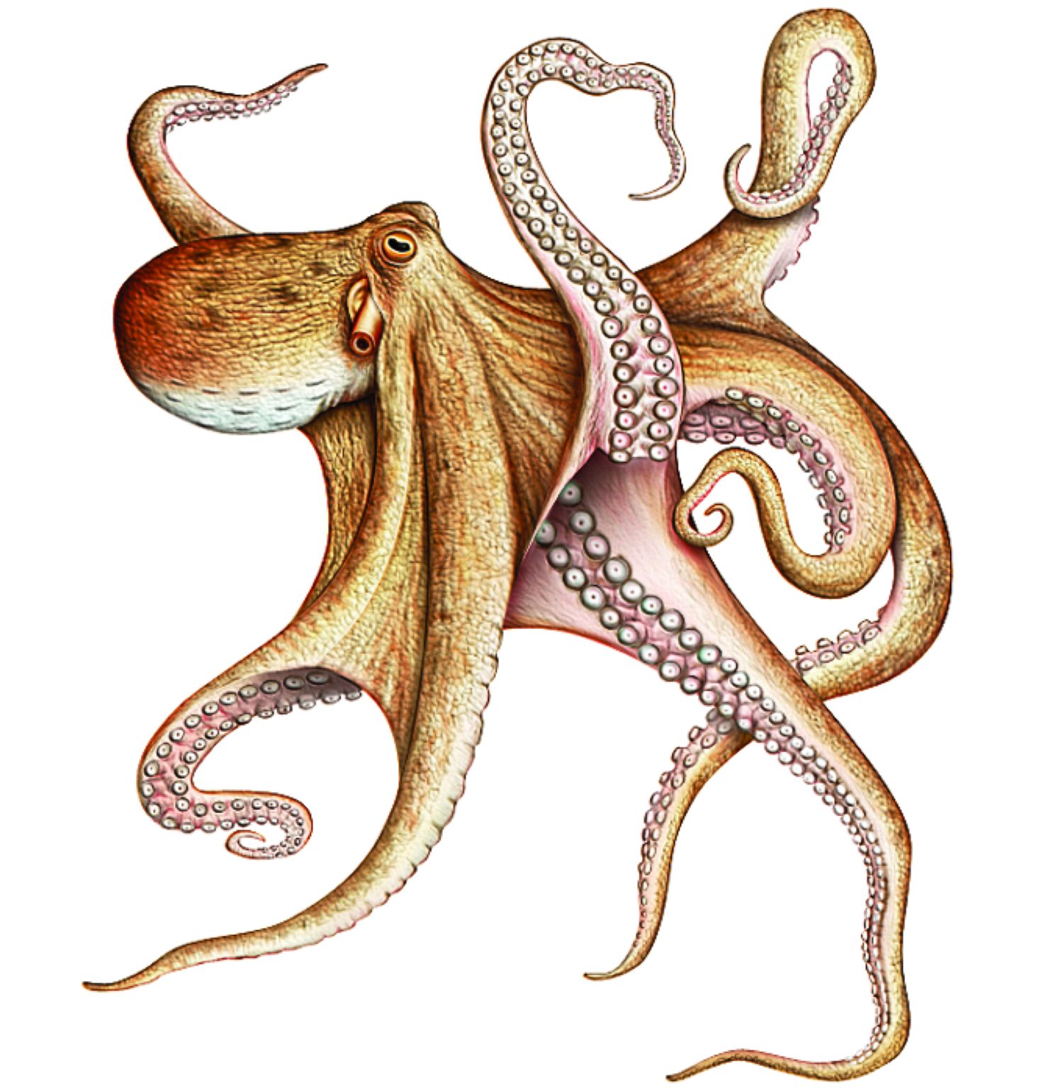 une pieuvre