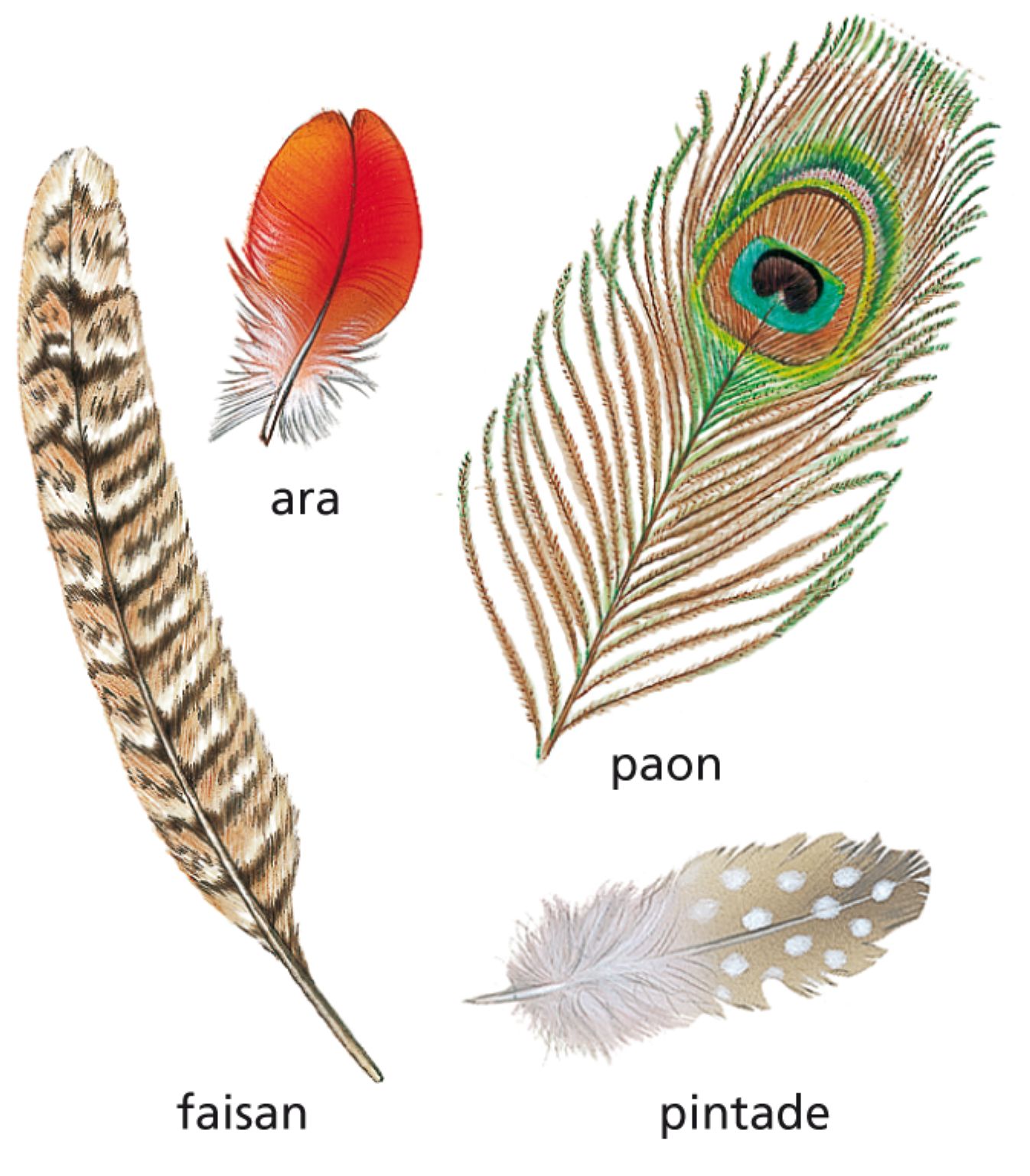 des plumes de différents oiseaux