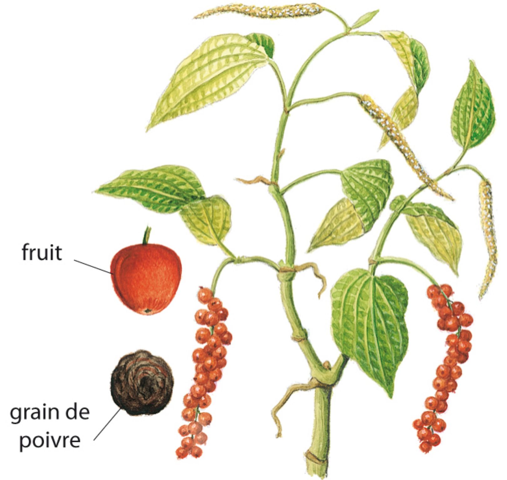 une branche de poivrier