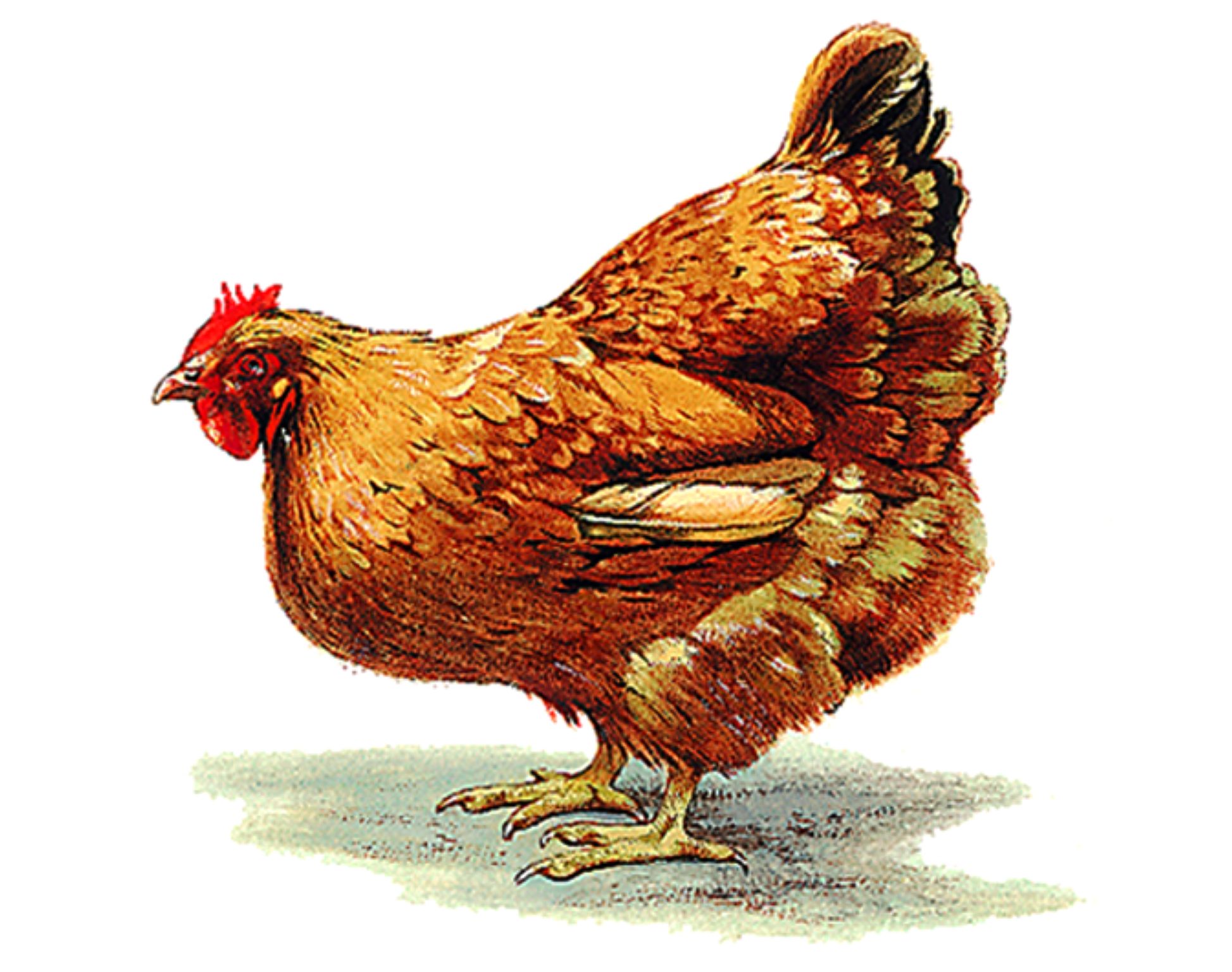 une poule de la race New Hampshire