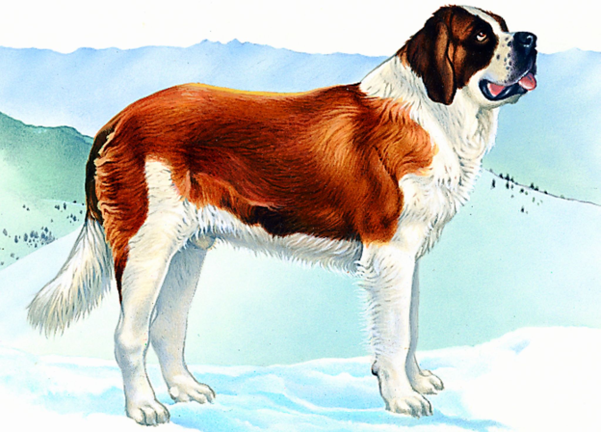 un saint-bernard