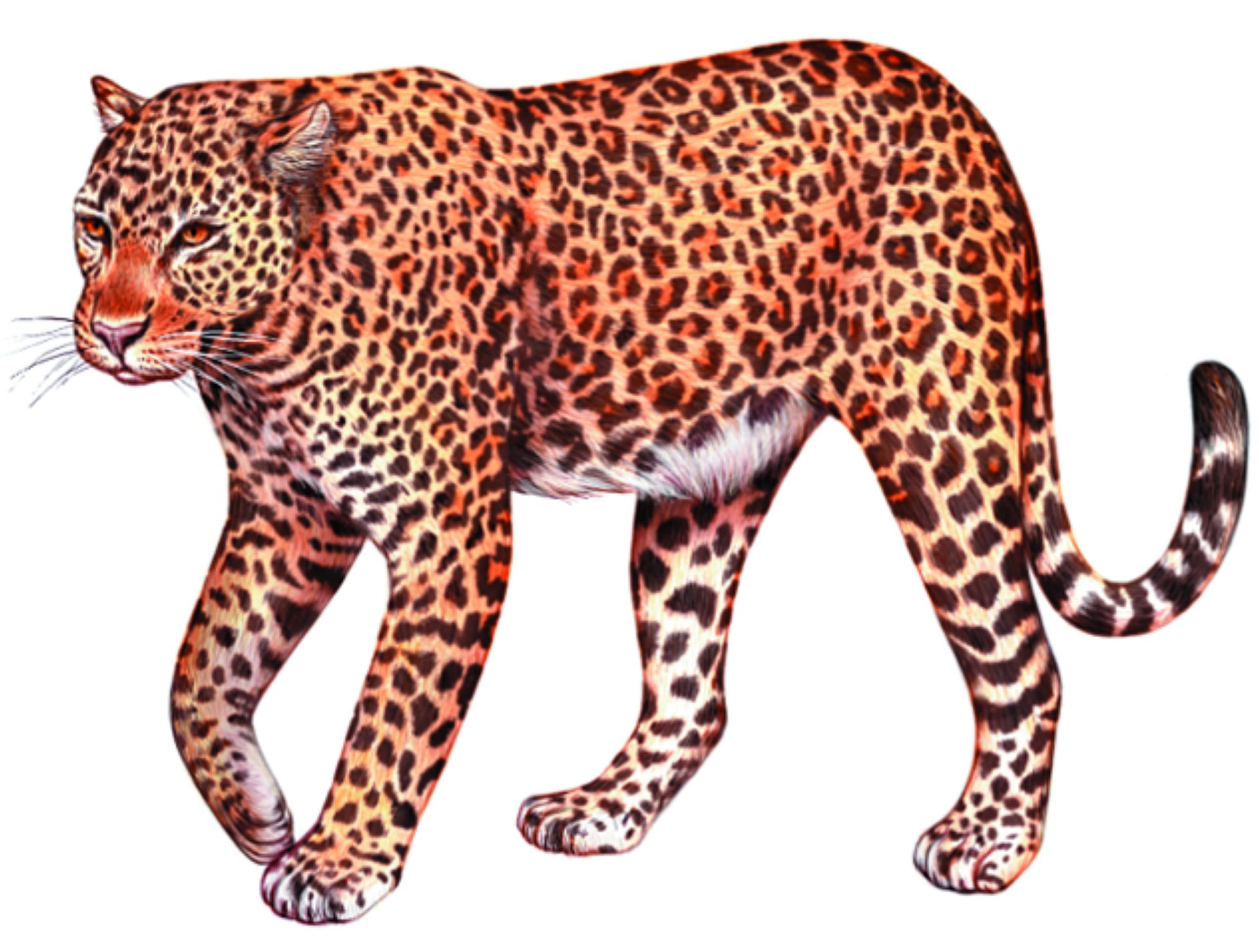 une panthère d’Afrique