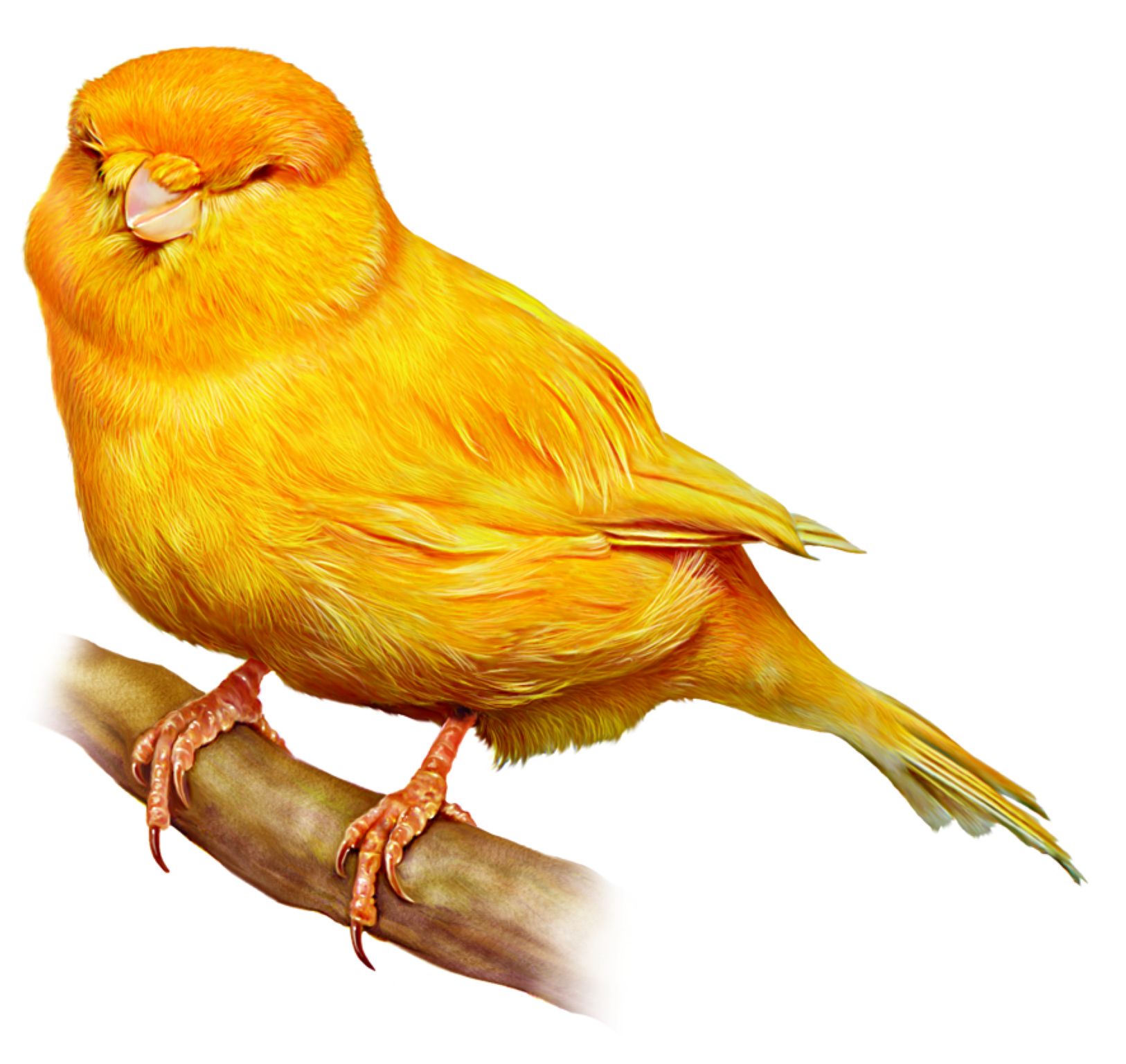 un canari