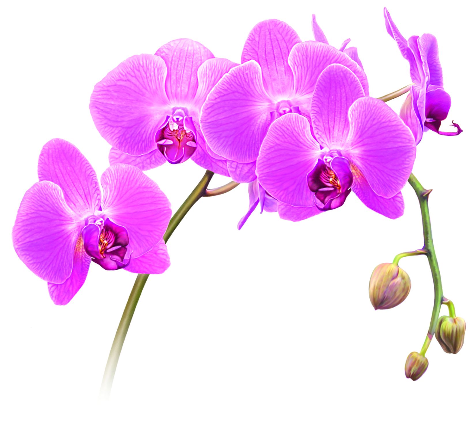 une branche d’orchidée