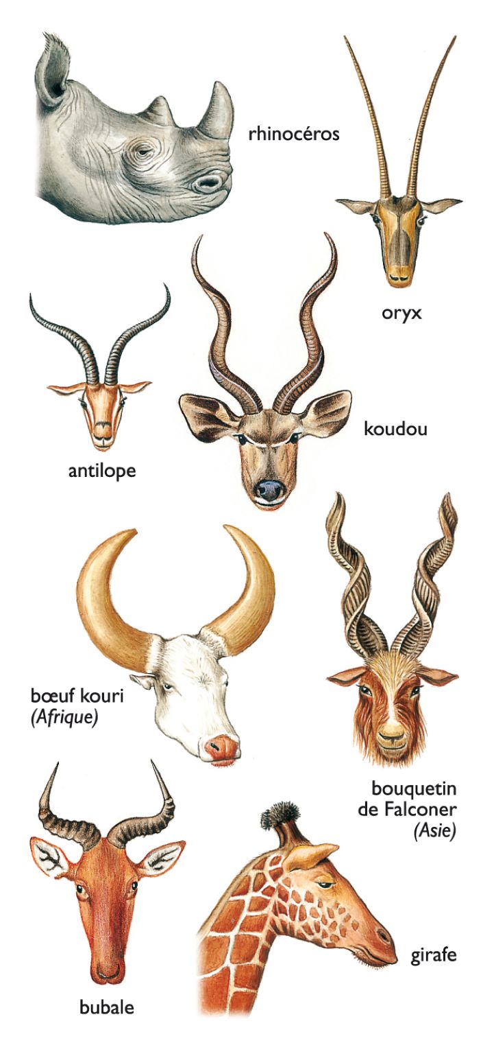 des cornes de mammifères