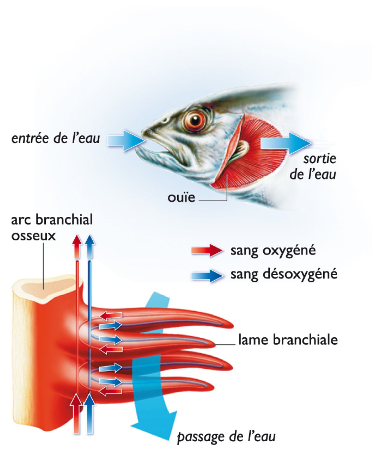 les branchies d’un poisson