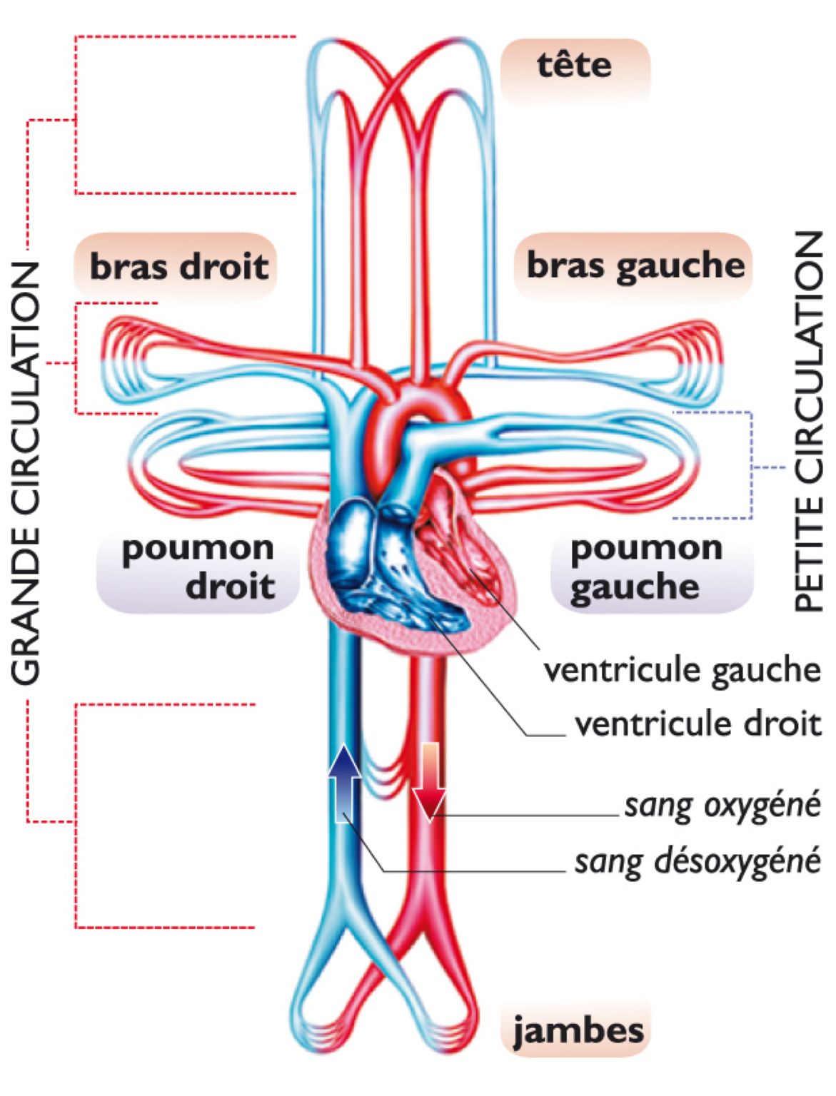 la circulation du sang