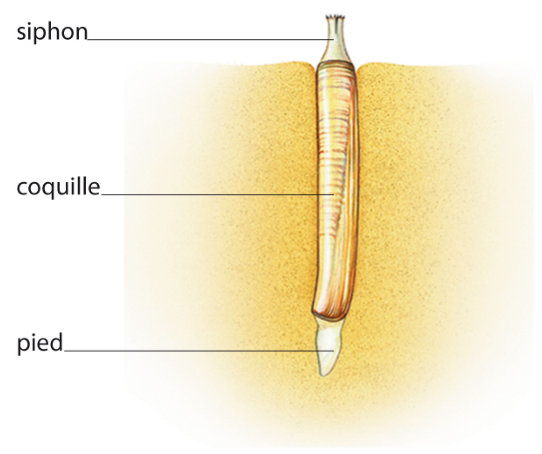 un couteau (mollusque) ensablé