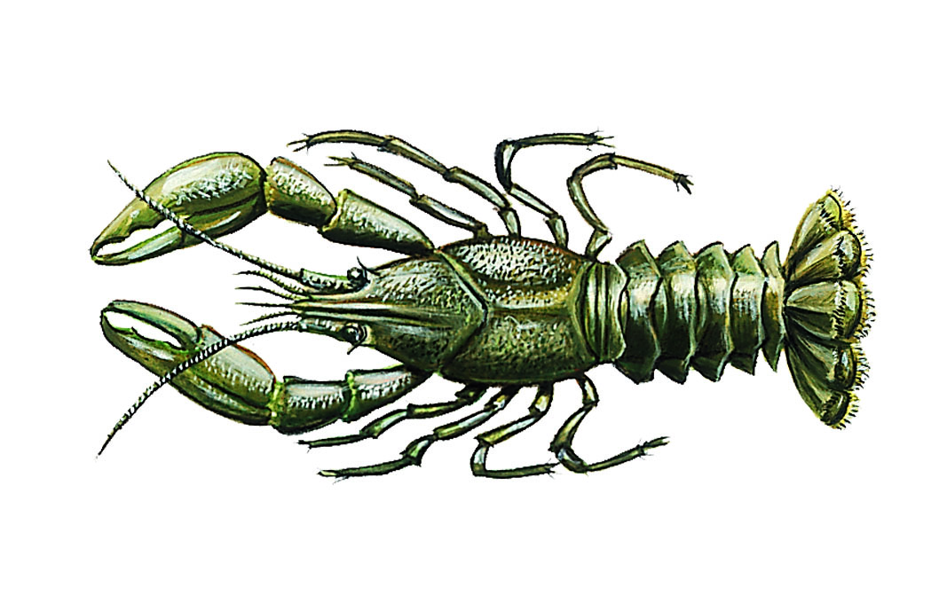 une écrevisse