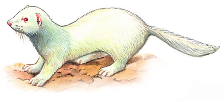 un furet blanc