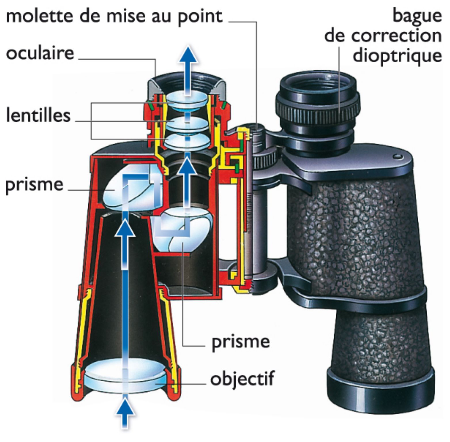 des jumelles à prismes