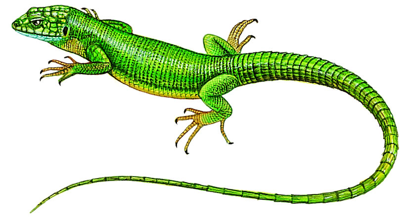 un lézard vert