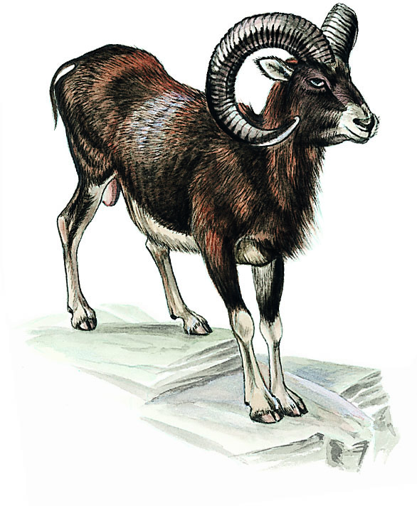 un mouflon