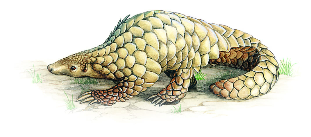 un pangolin