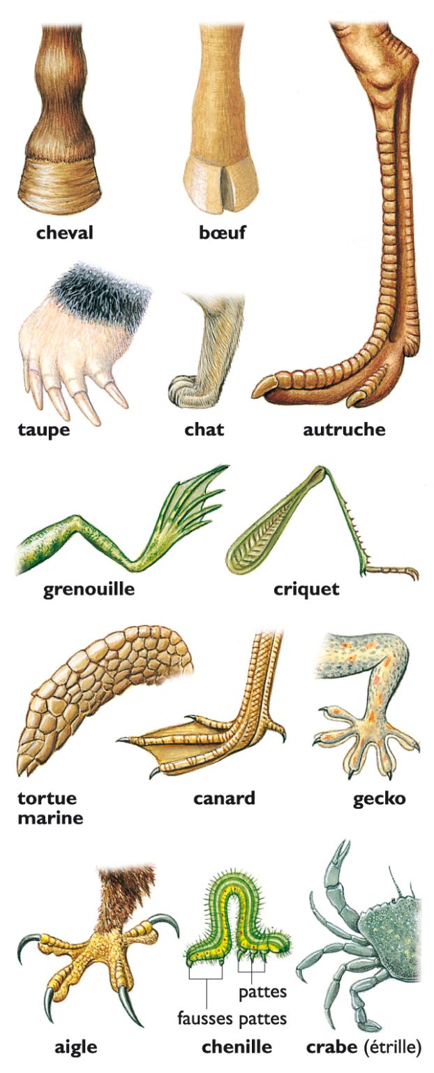 différents types de pattes