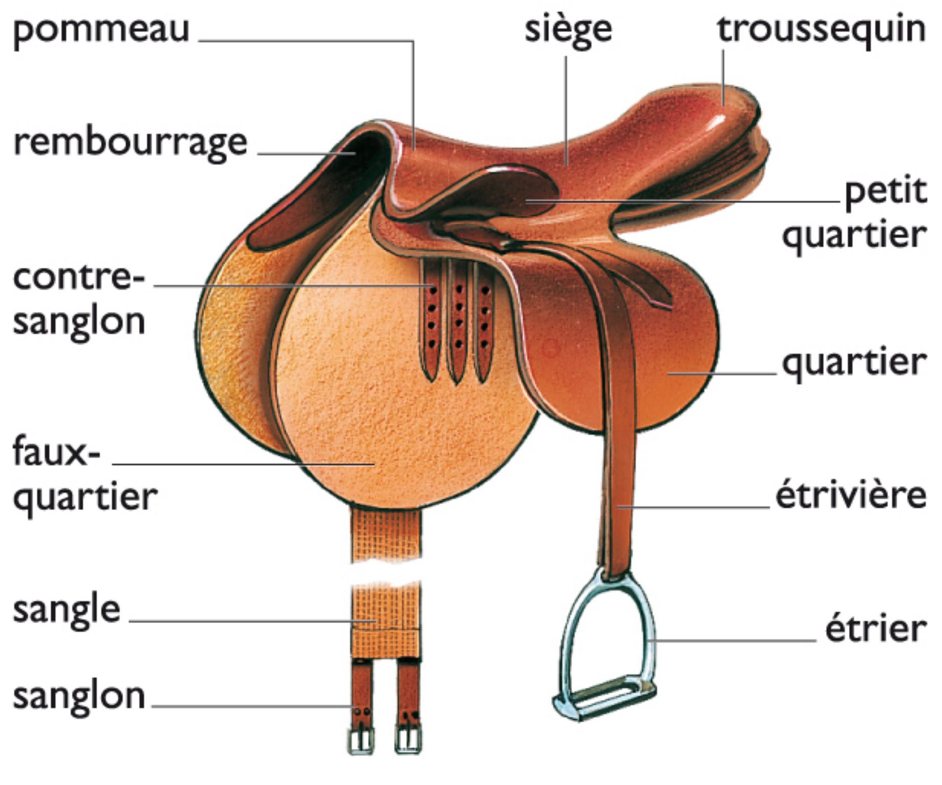 les éléments constitutifs d’une selle
