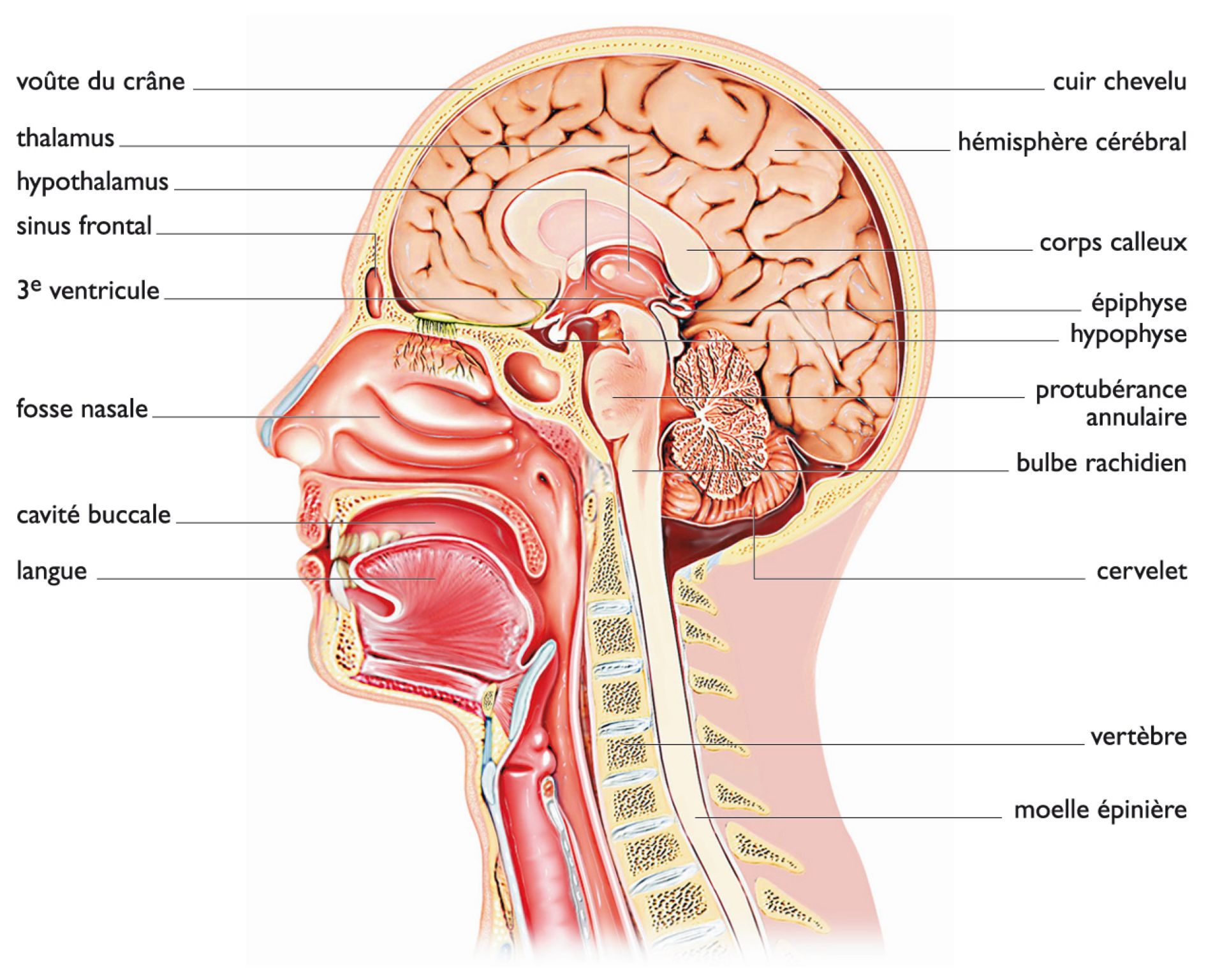 image en coupe de la tête d’un homme, vue de profil