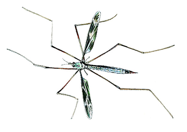 un cousin (ou tipule)