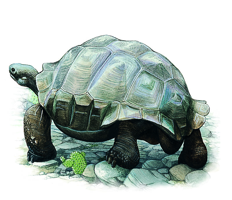 une tortue géante des Galápagos