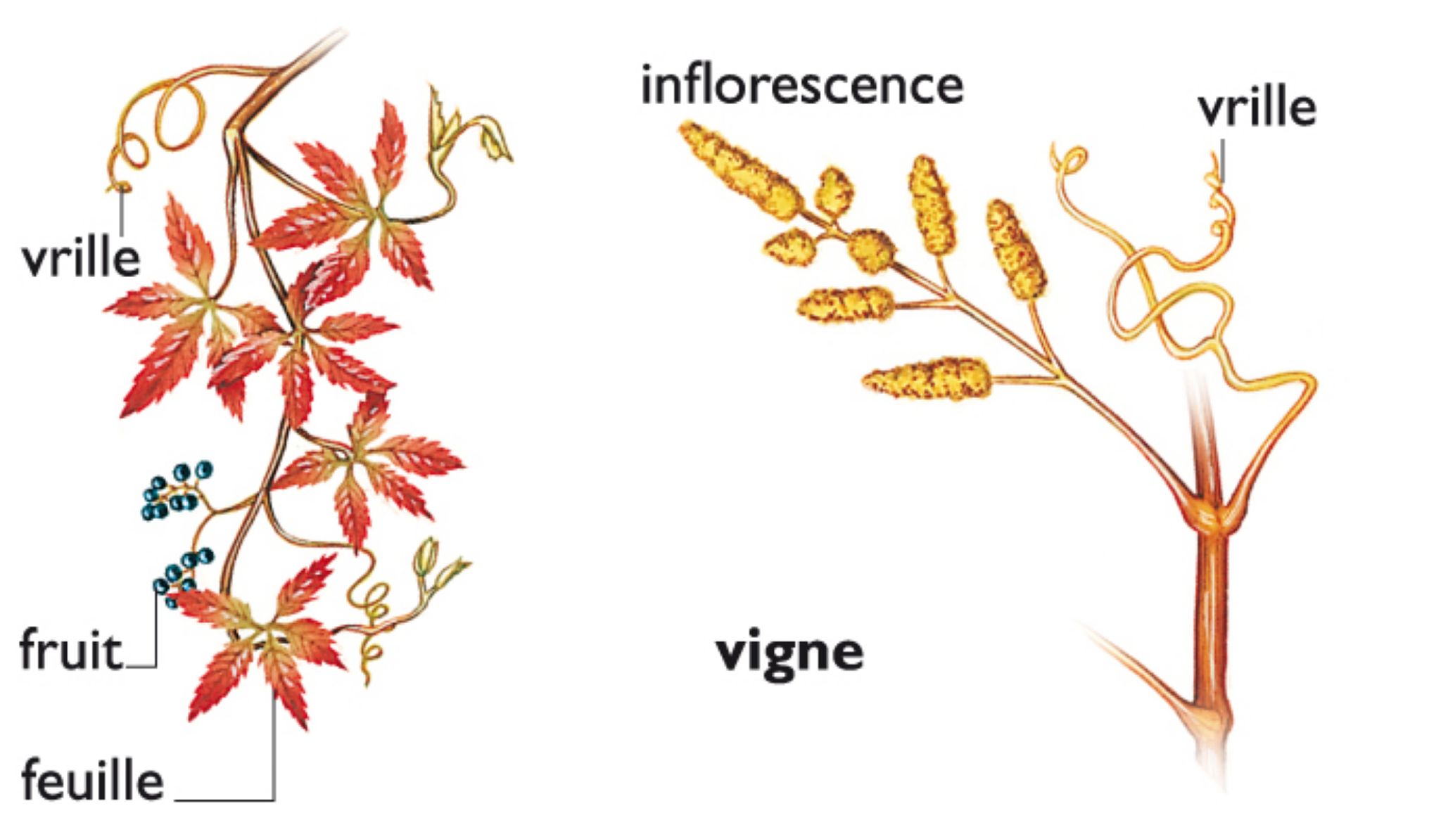 les vrilles de la vigne