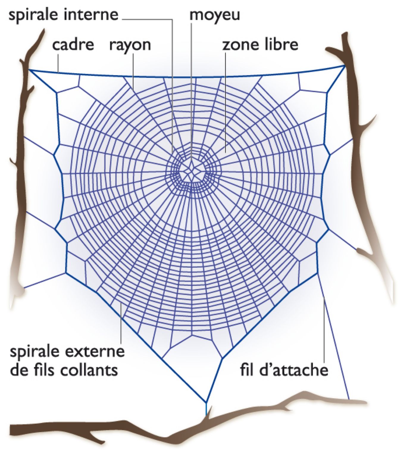 organisation d’une toile d’araignée