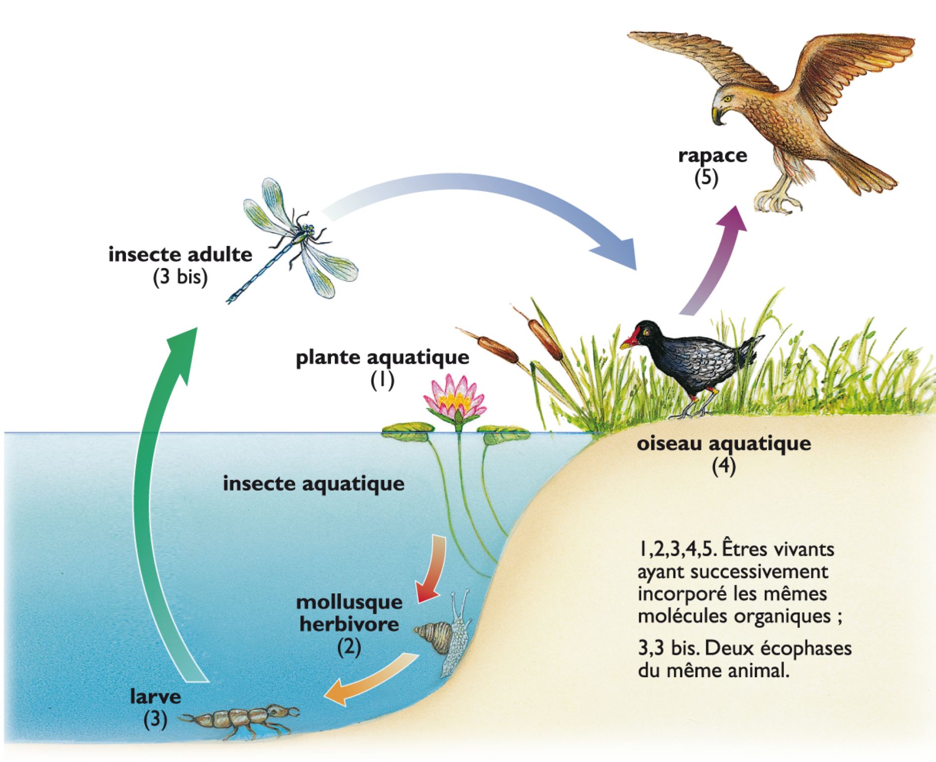 principe de la chaîne alimentaire près d’un étang