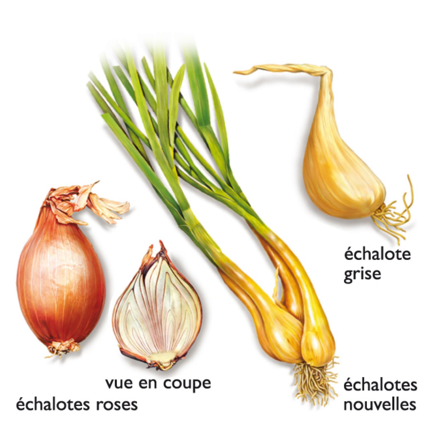 des échalotes