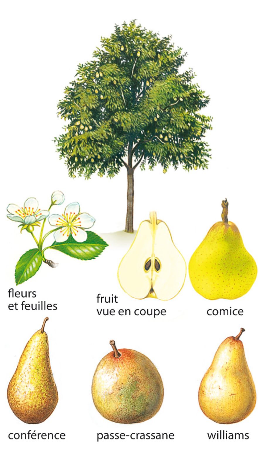 un poirier et des variétés de poires