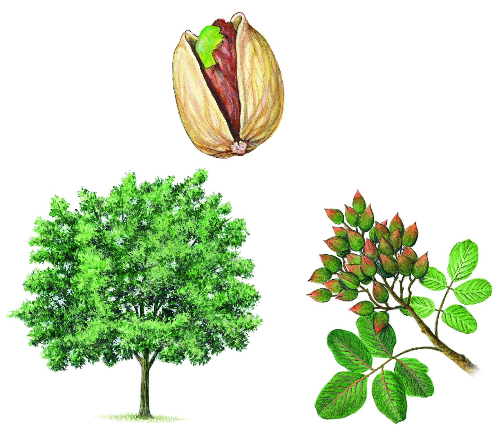 une pistache et un pistachier