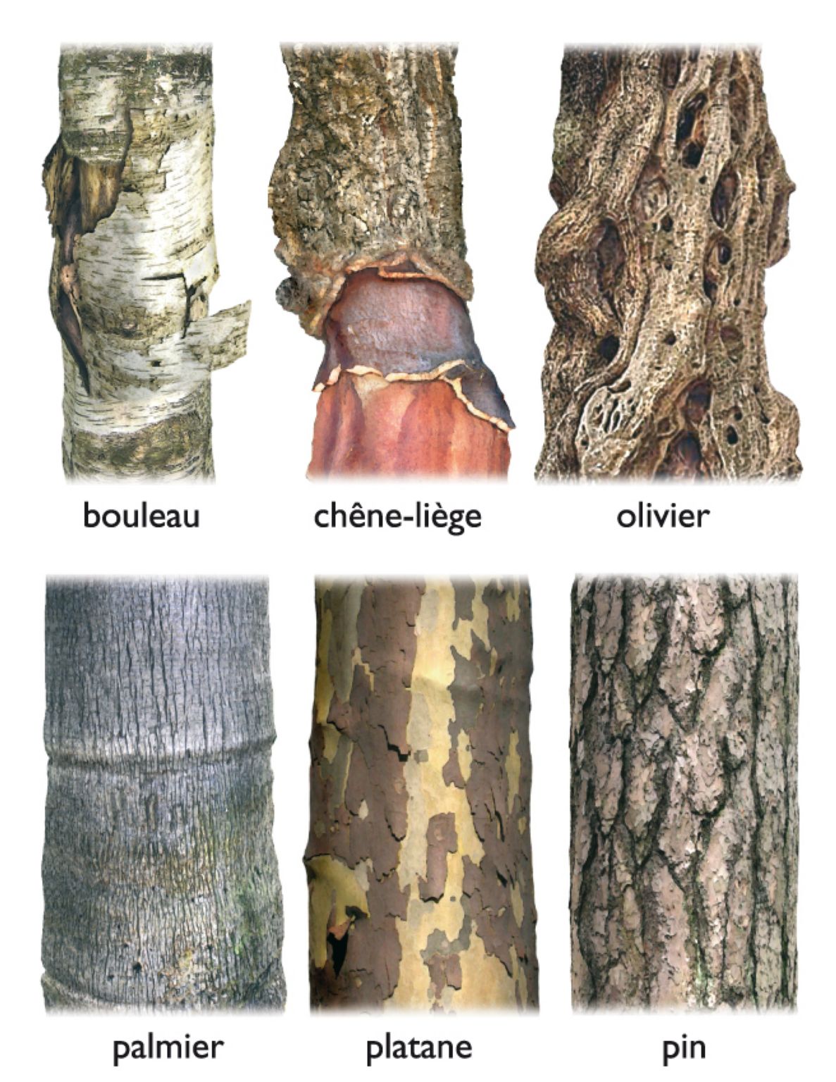 différents types d’écorces d’arbres