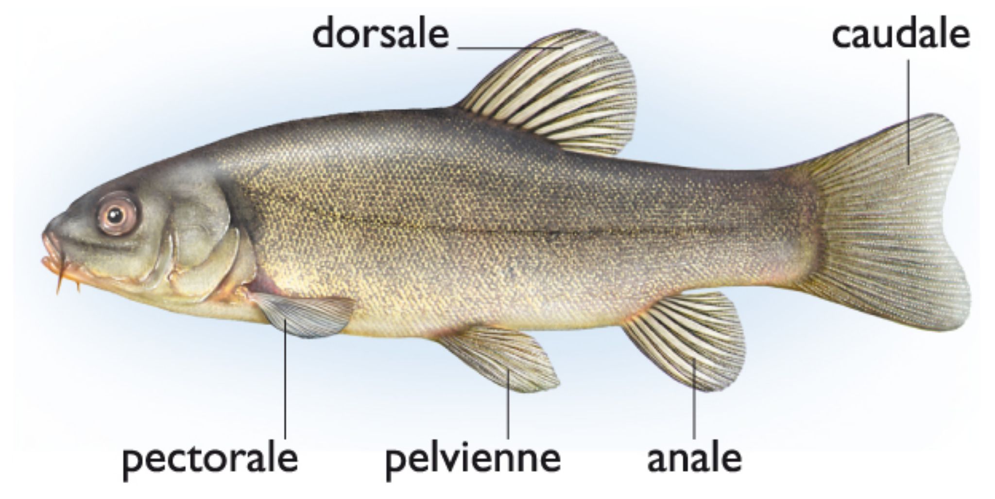 les nageoires d’un poisson