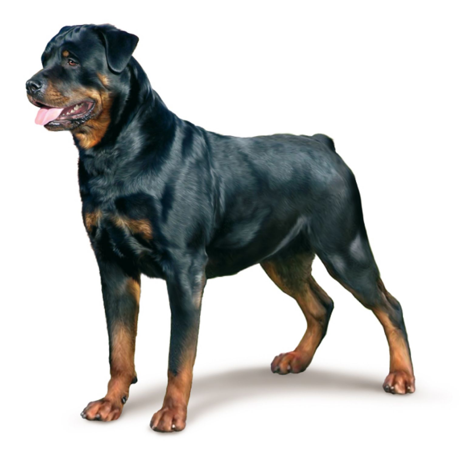 un rottweiller (molosse)