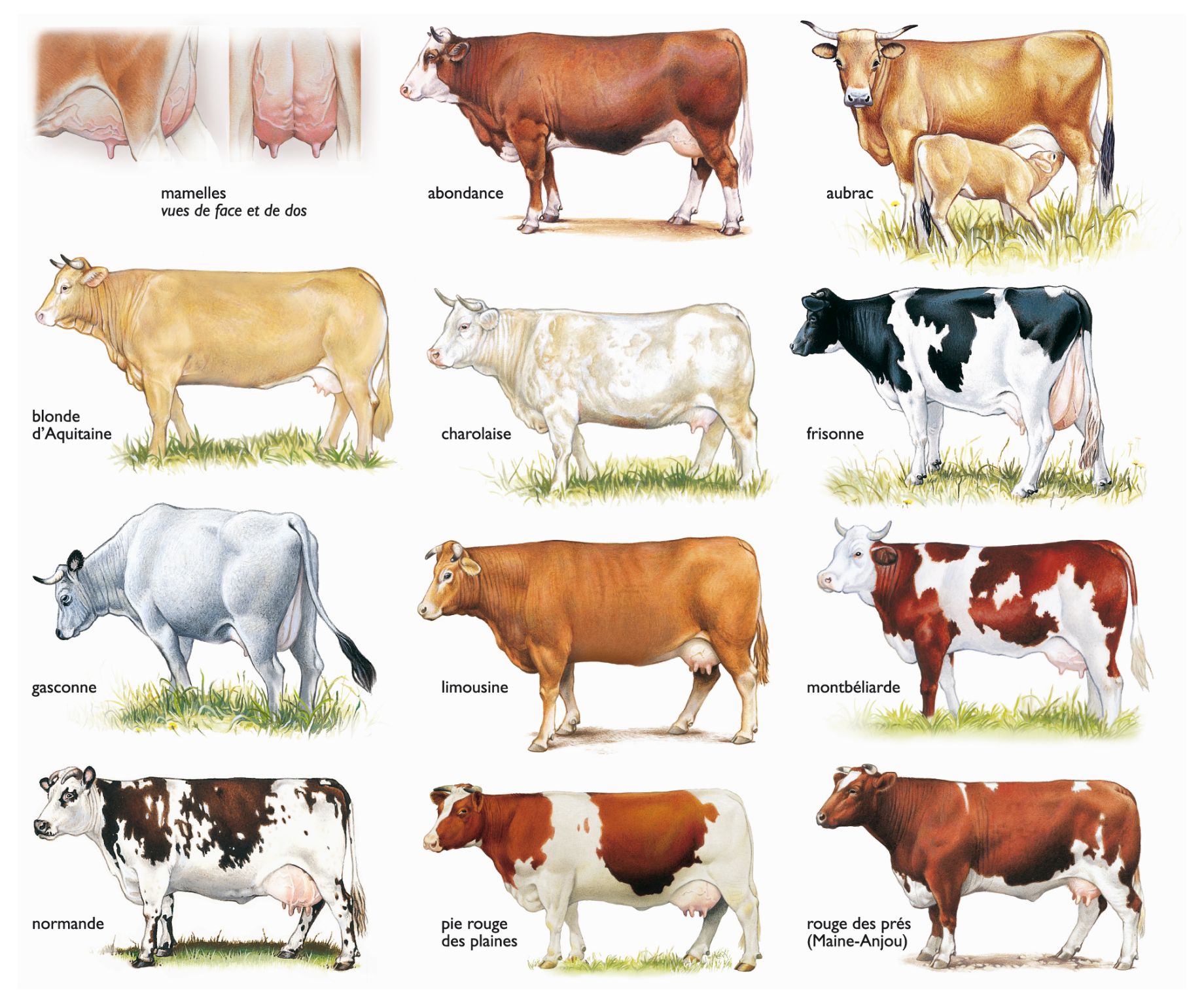 Diff rentes Races De Vaches Fran aises