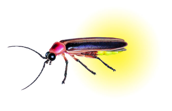 une luciole