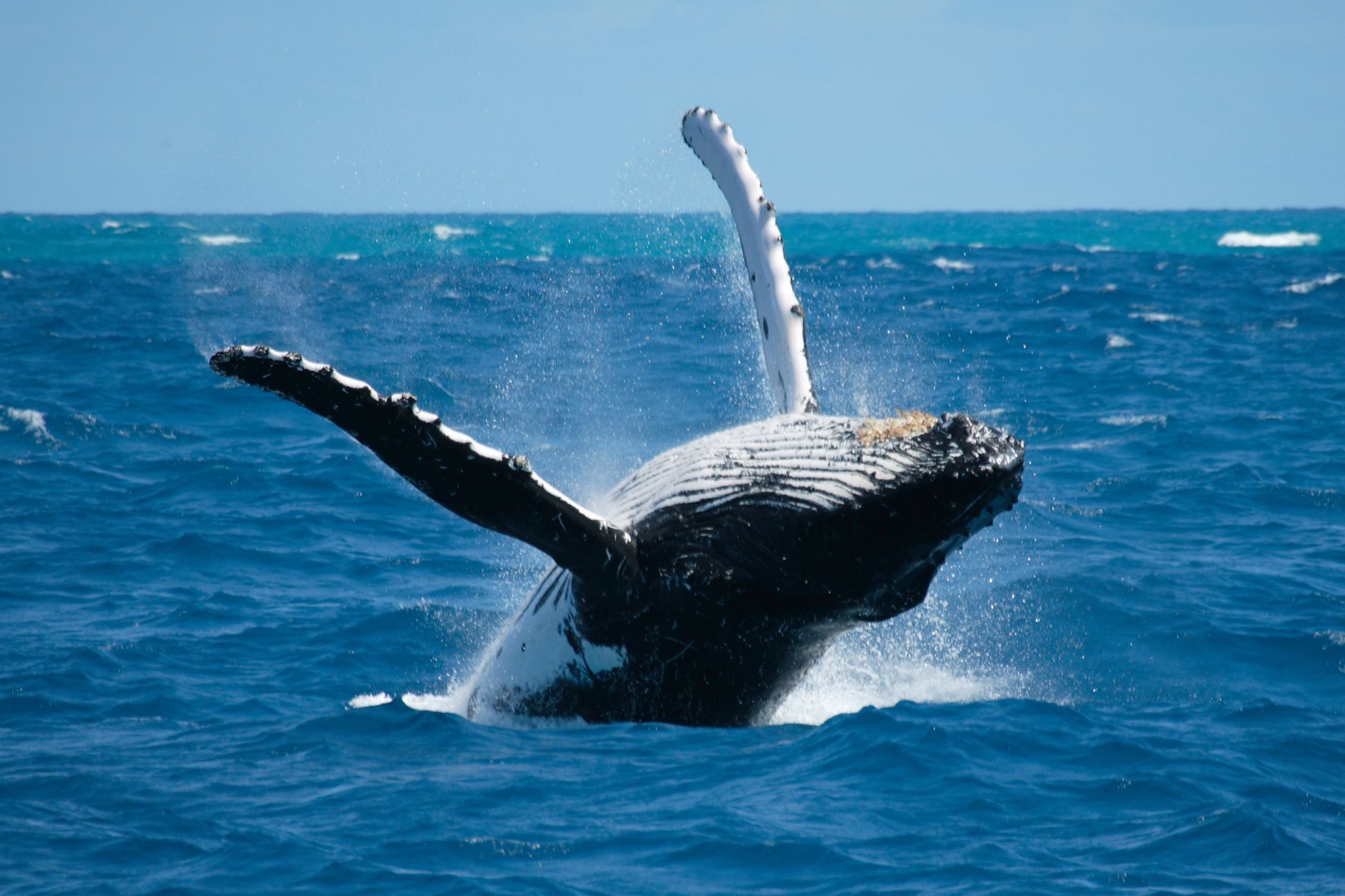 une baleine à bosse effectuant un saut