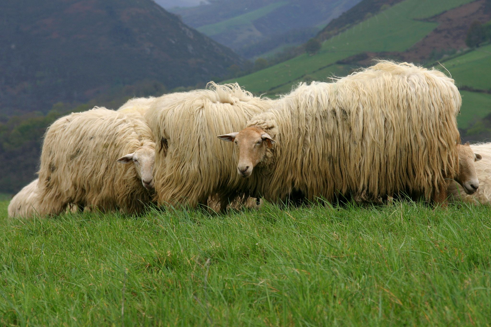brebis dans la vallée d’Ossau (Pays basque)