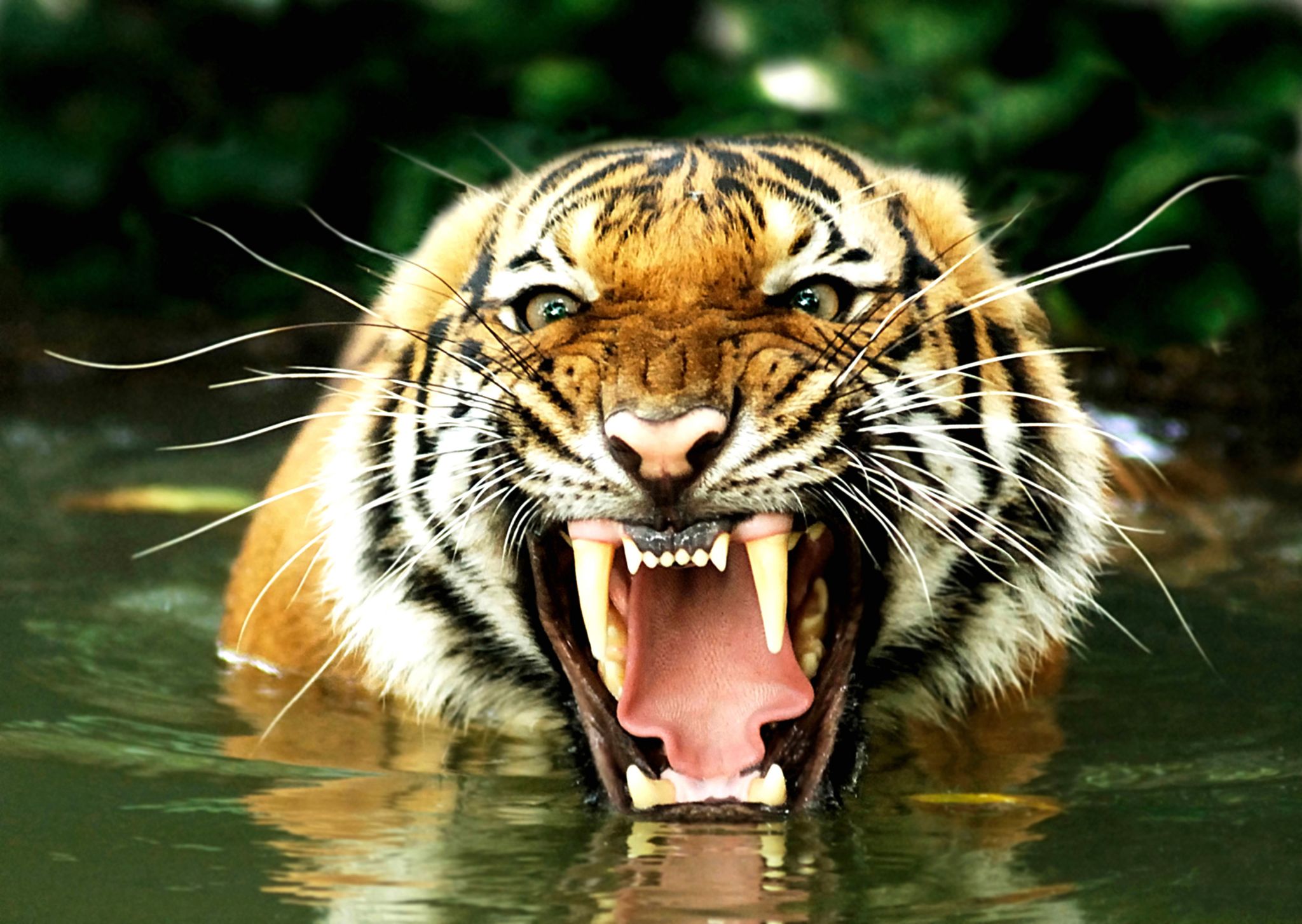 les crocs d’un tigre du Bengale