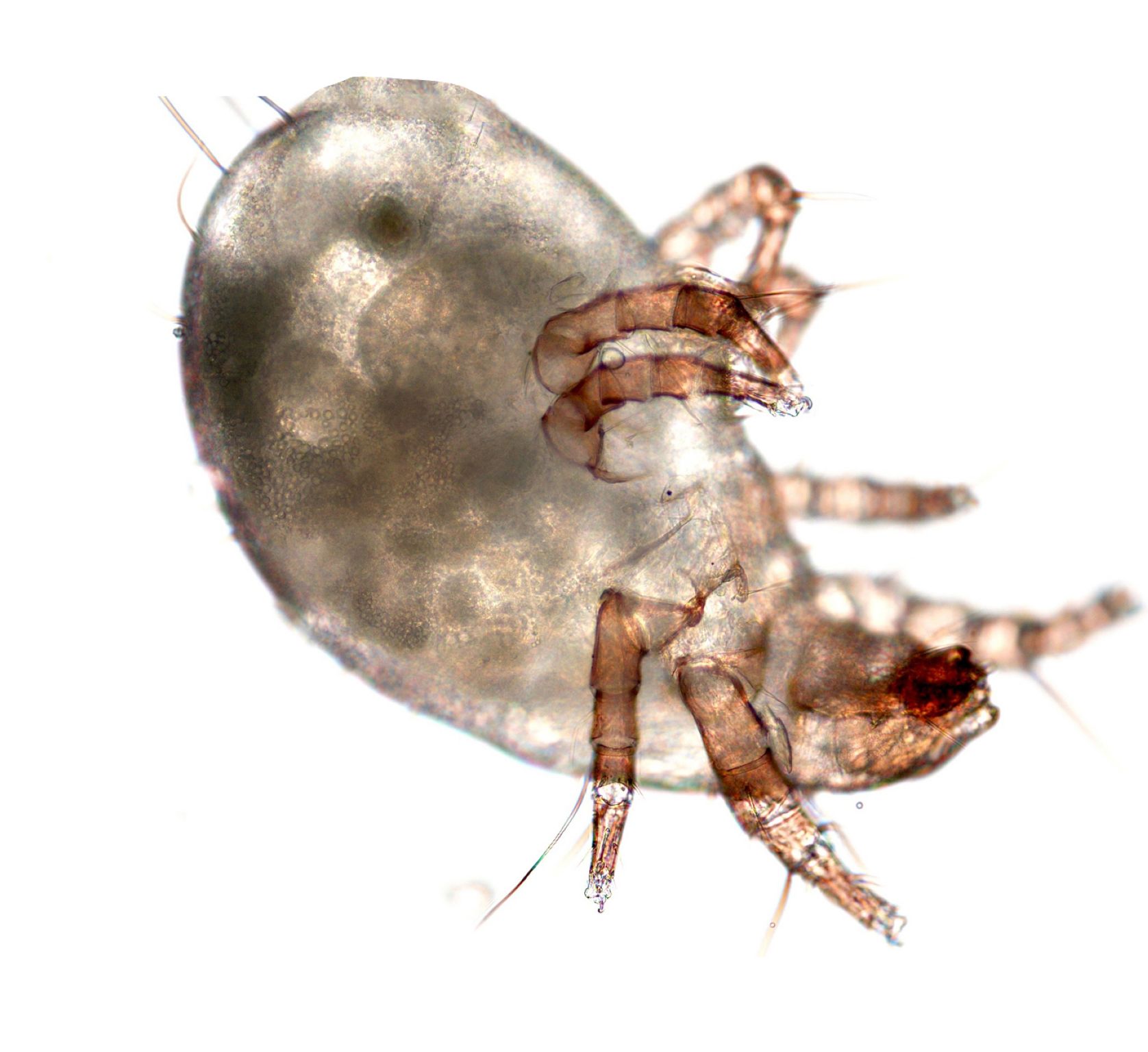 un acarien (vue au microscope)