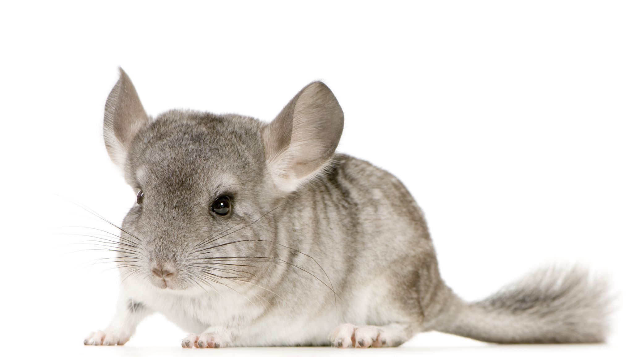 un chinchilla
