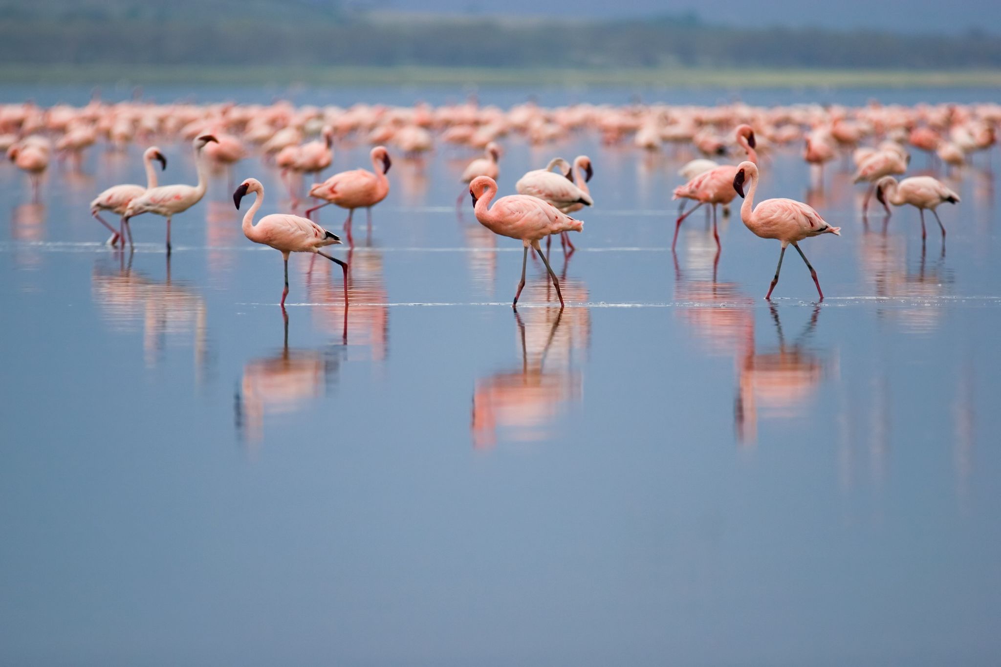 un groupe de flamants roses