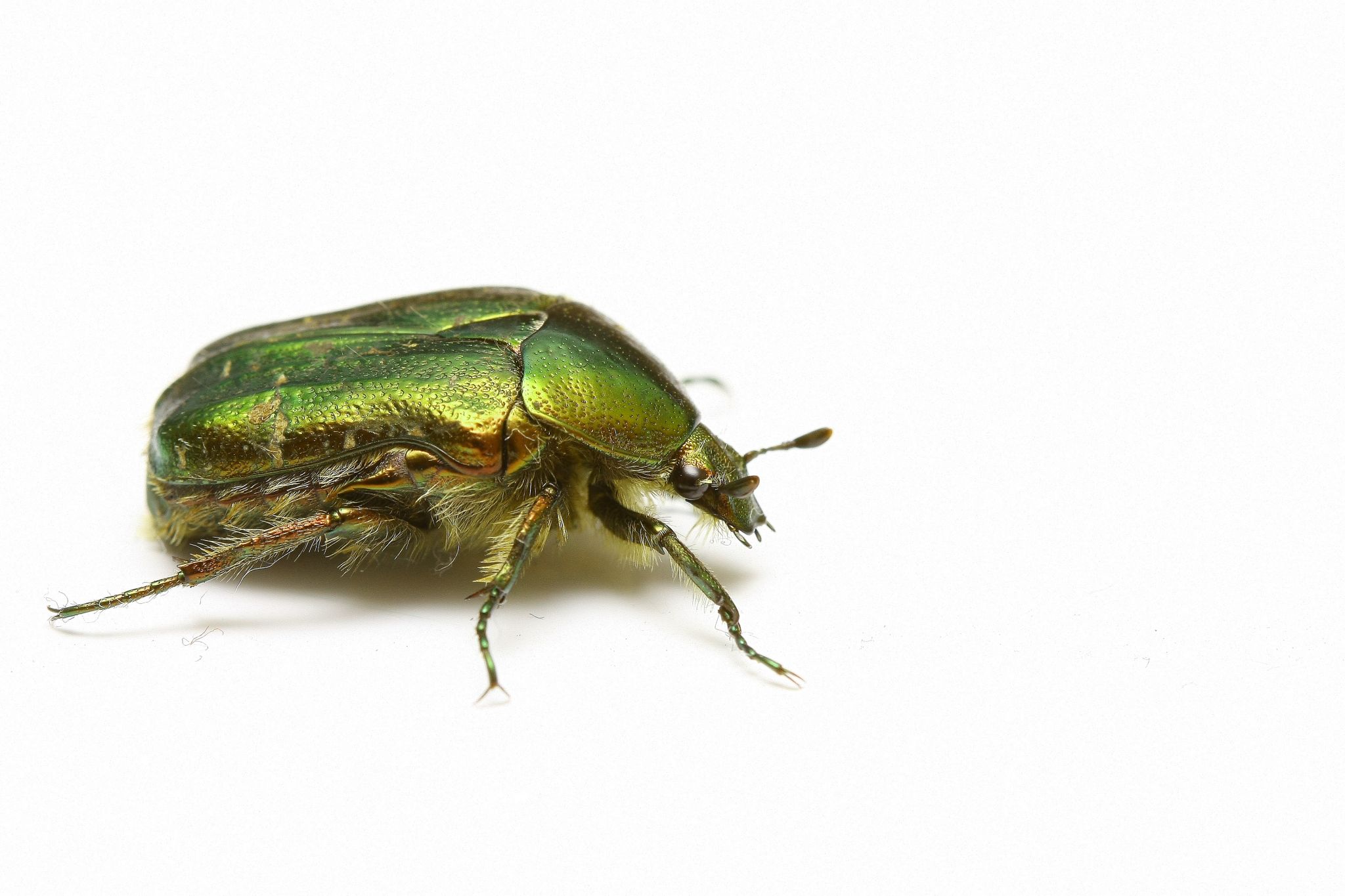 un scarabée cétoine dorée