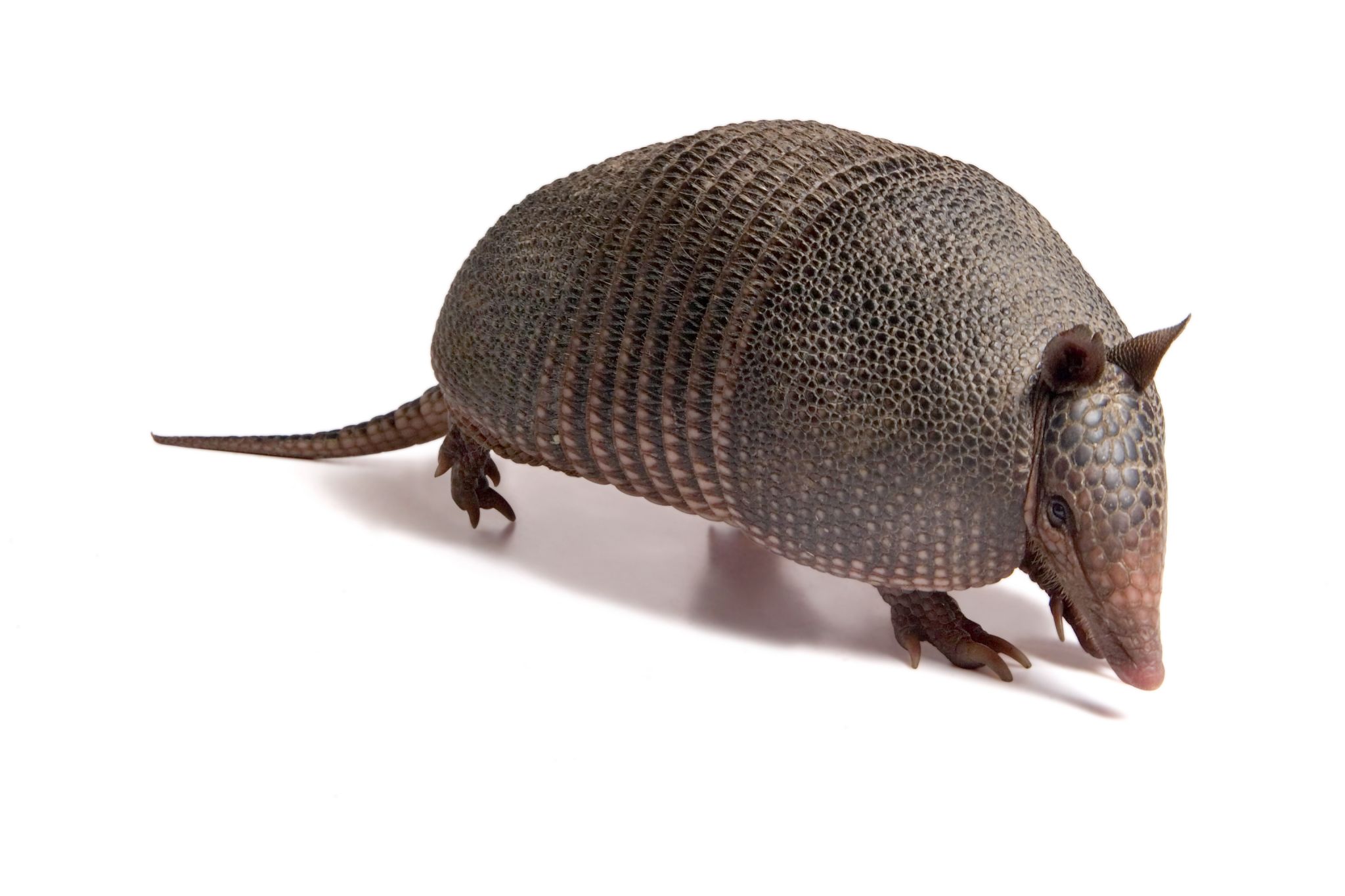 un tatou protégé par sa carapace