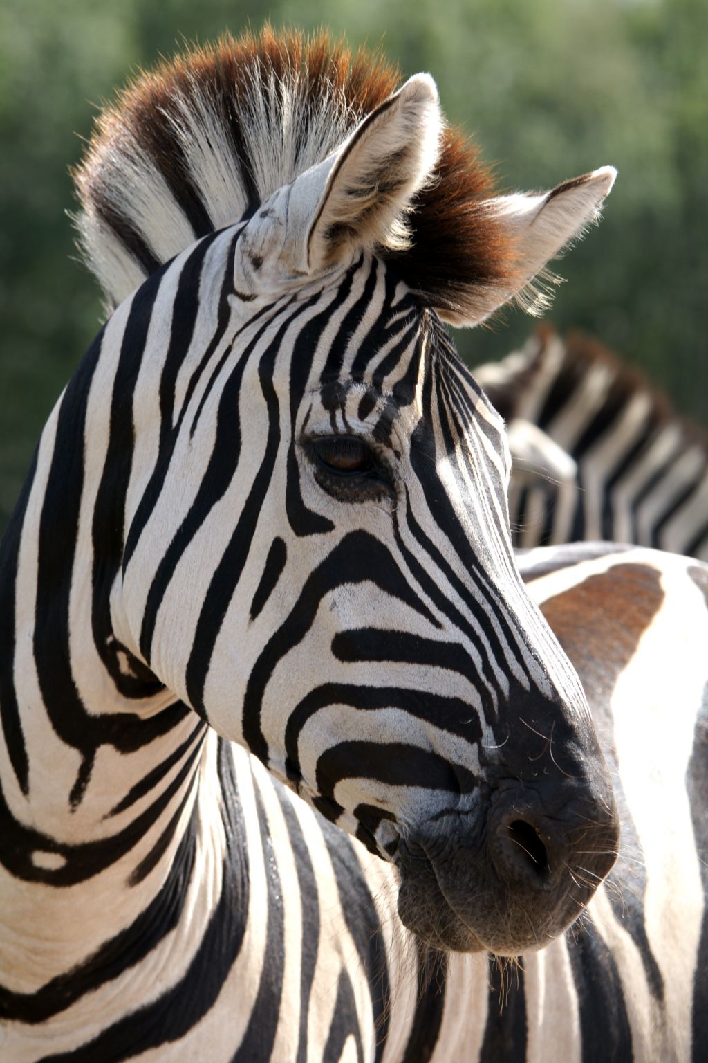 les rayures du zèbre