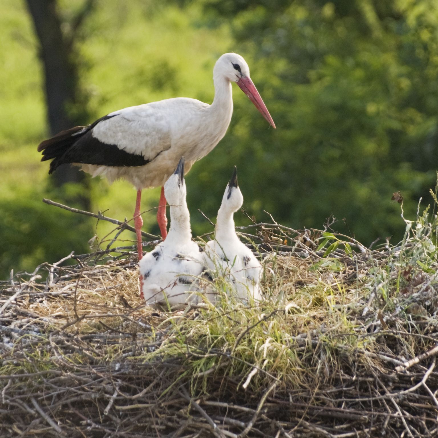 une cigogne et ses oisillons au nid